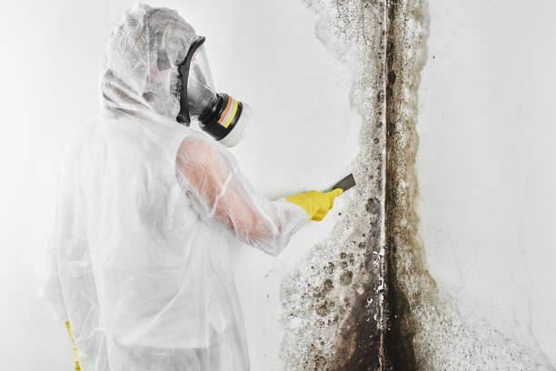 Best Affordable Mold Removal  in Walford, IA
