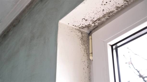 Best Commercial Mold Removal  in Walford, IA