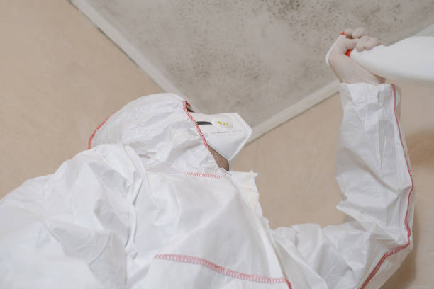 Mold Removal and Inspection in Walford, IA