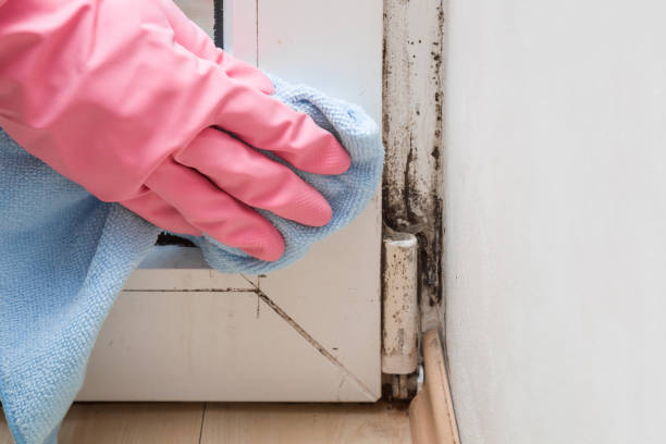 Best Black Mold Removal  in Walford, IA